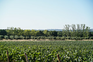 Visita à Herdade de Coelheiros (Arraiolos)