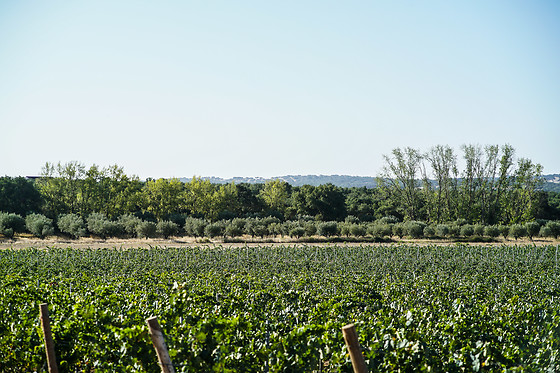Visita à Herdade de Coelheiros (Arraiolos)