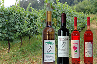 Degustação de Vinhos + Petiscos a 2 | Quinta de Santa Marinha, Arcos de Valdevez (Viana do Castelo)