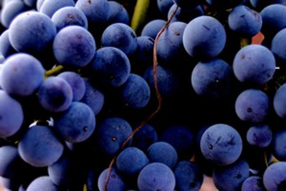 BODEGA SILVANO GARCIA - photo 3