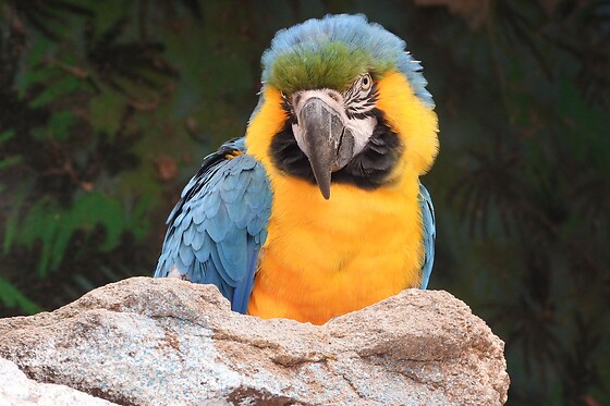 AVIFAUNA - photo 2